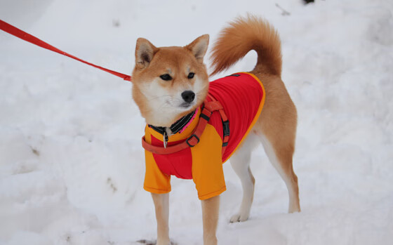 开云体育APP下载-赛道与球场的双重奏，F1街道赛的极速狂飙与马刺队的节奏艺术